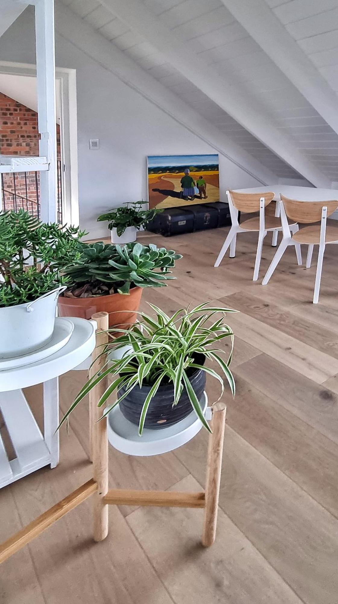 The Dragon Tree Guesthouse Kalk Bay Exterior photo
